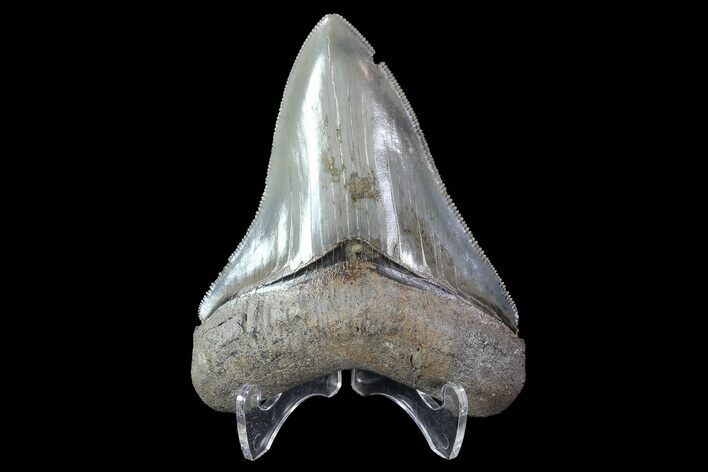 Serrated, Megalodon Tooth - Georgia #72825